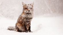 Load image into Gallery viewer, Fox In The Snow Diamond Painting Kit - DIY
