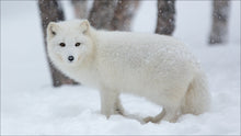 Load image into Gallery viewer, Fox White In The Snow Diamond Painting Kit - DIY
