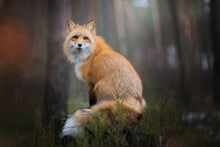 Load image into Gallery viewer, Fox Night Forest Diamond Painting Kit - DIY
