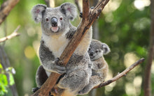 Load image into Gallery viewer, Koala Mom Diamond Painting Kit - DIY
