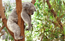 Load image into Gallery viewer, Koala Sleep Diamond Painting Kit - DIY
