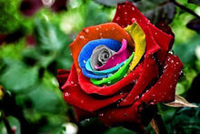 Load image into Gallery viewer, Rainbow Flowers Diamond Painting Kit - DIY Rainbow Flowers-16
