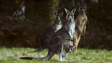 Load image into Gallery viewer, Kangaroo Mom Diamond Painting Kit - DIY
